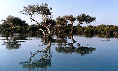 جنگل های حرا